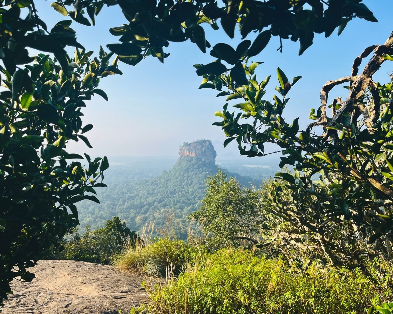 Rock fortress rising above jungle, framed by green tree branches on rocky ledge with clear blue sky, view from Pidurangala Rock summit near Sigiriya