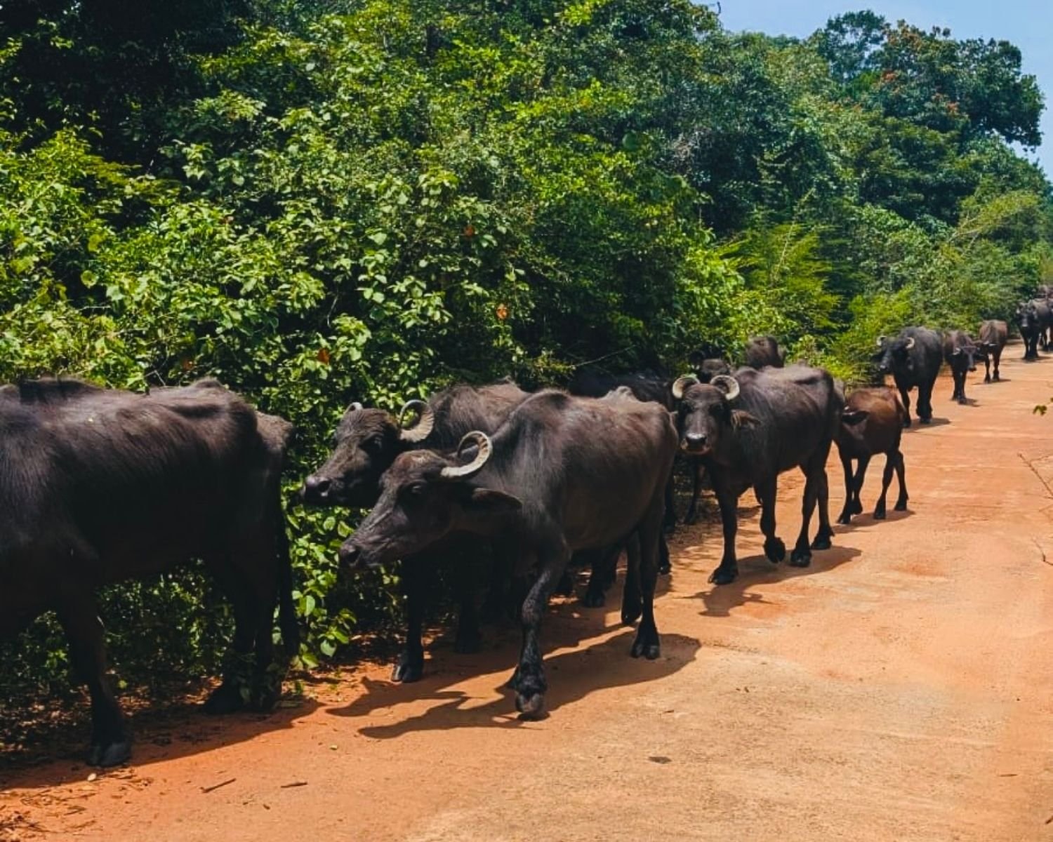 Herd of water buffalo walking on red dirt road through jungle en route to Ritigala Forest Reserve and Archaeological Site near Habarana, Sigiriya, Sri Lanka