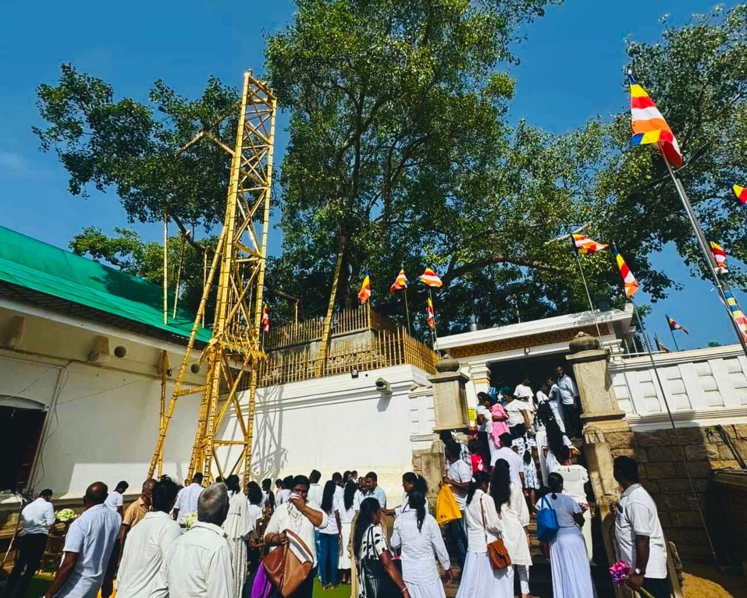 Bamboo support structure and golden railing around Jaya Sri Maha Bodhi tree with side entrance and Buddhist flags