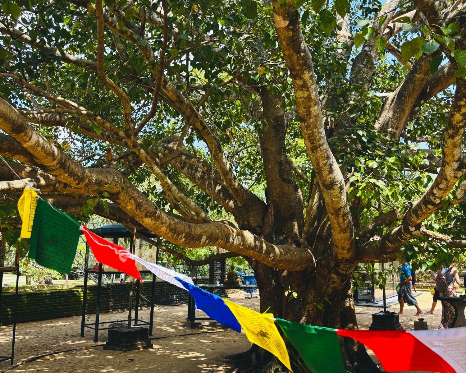 Ancient sacred Bo tree with colorful prayer flags and seated Buddha statue in Anuradhapura shrine compound