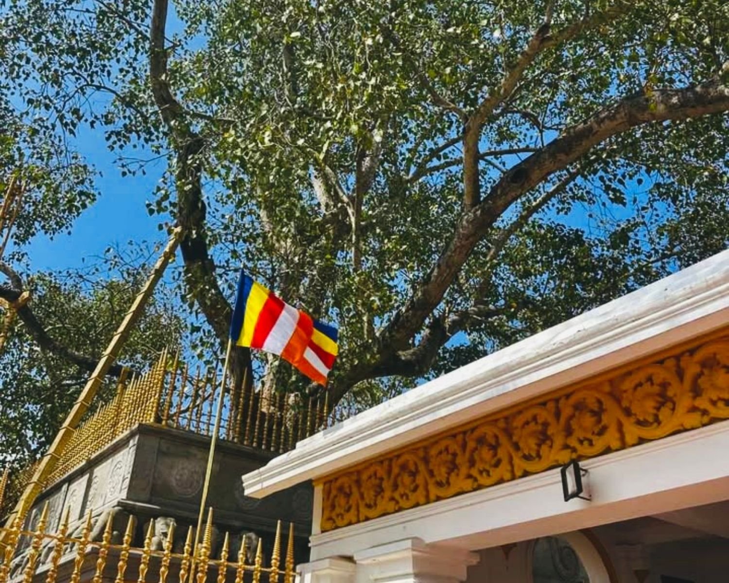 Upward view of Jaya Sri Maha Bodhi tree canopy with Buddhist flag and ornate golden spiked fence in Anuradhapura