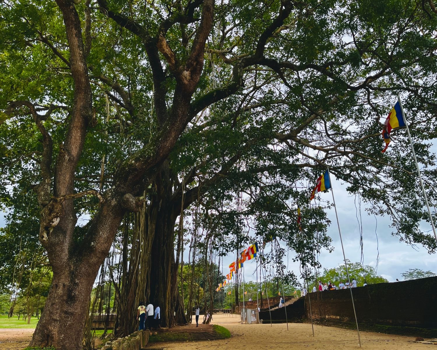 Massive banyan tree with aerial roots near Jetavanaramaya west entrance, with Buddhist flags and brick retaining wall