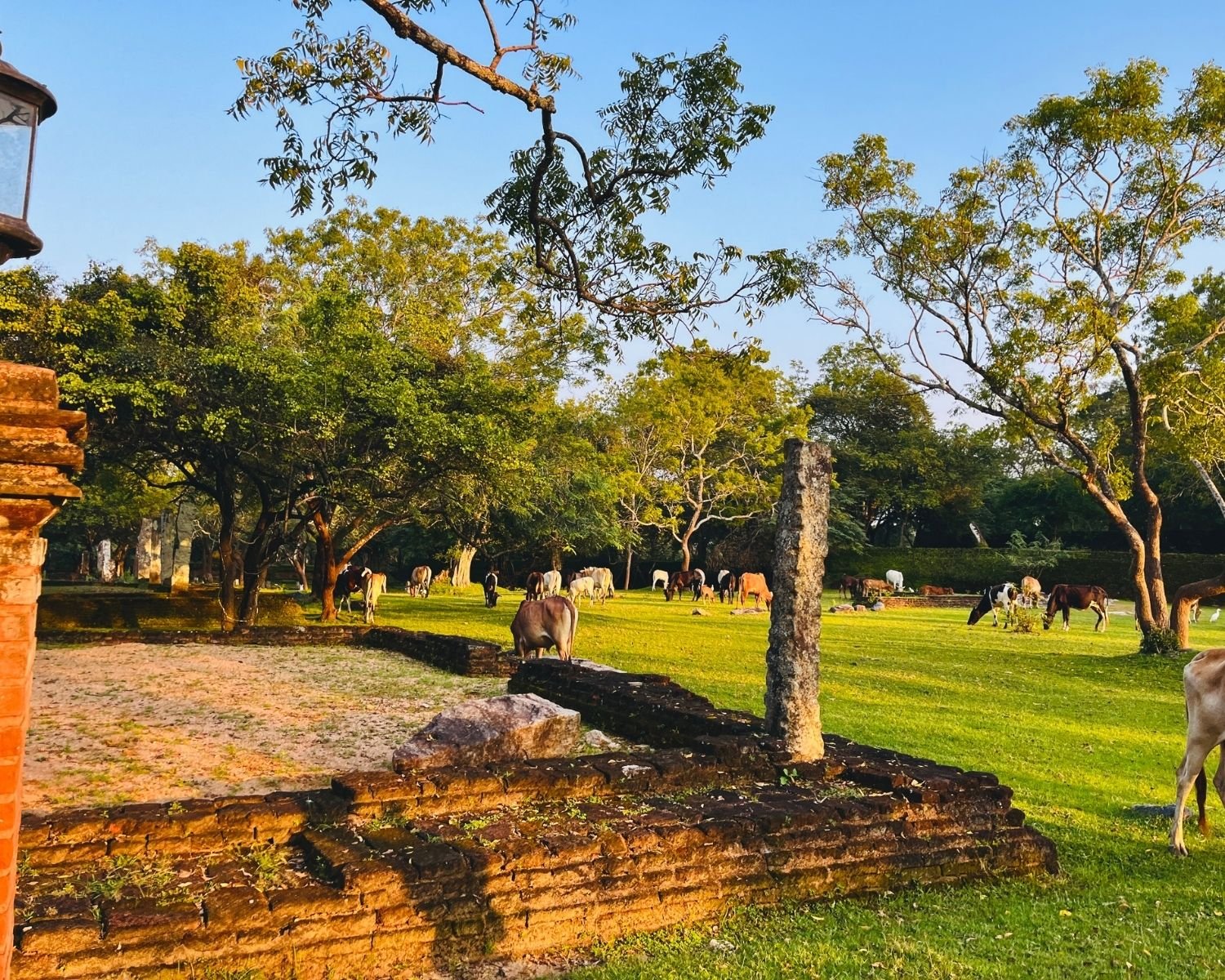 Brick foundations and stone pillar ruins in Alahana Pirivena monastery with grassy maluwa at golden hour