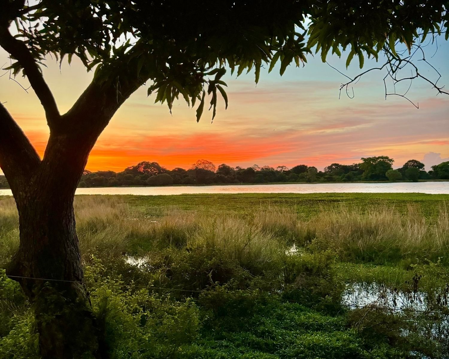 Sunset view across Parakrama Samudraya with wetlands, trees, and orange sky