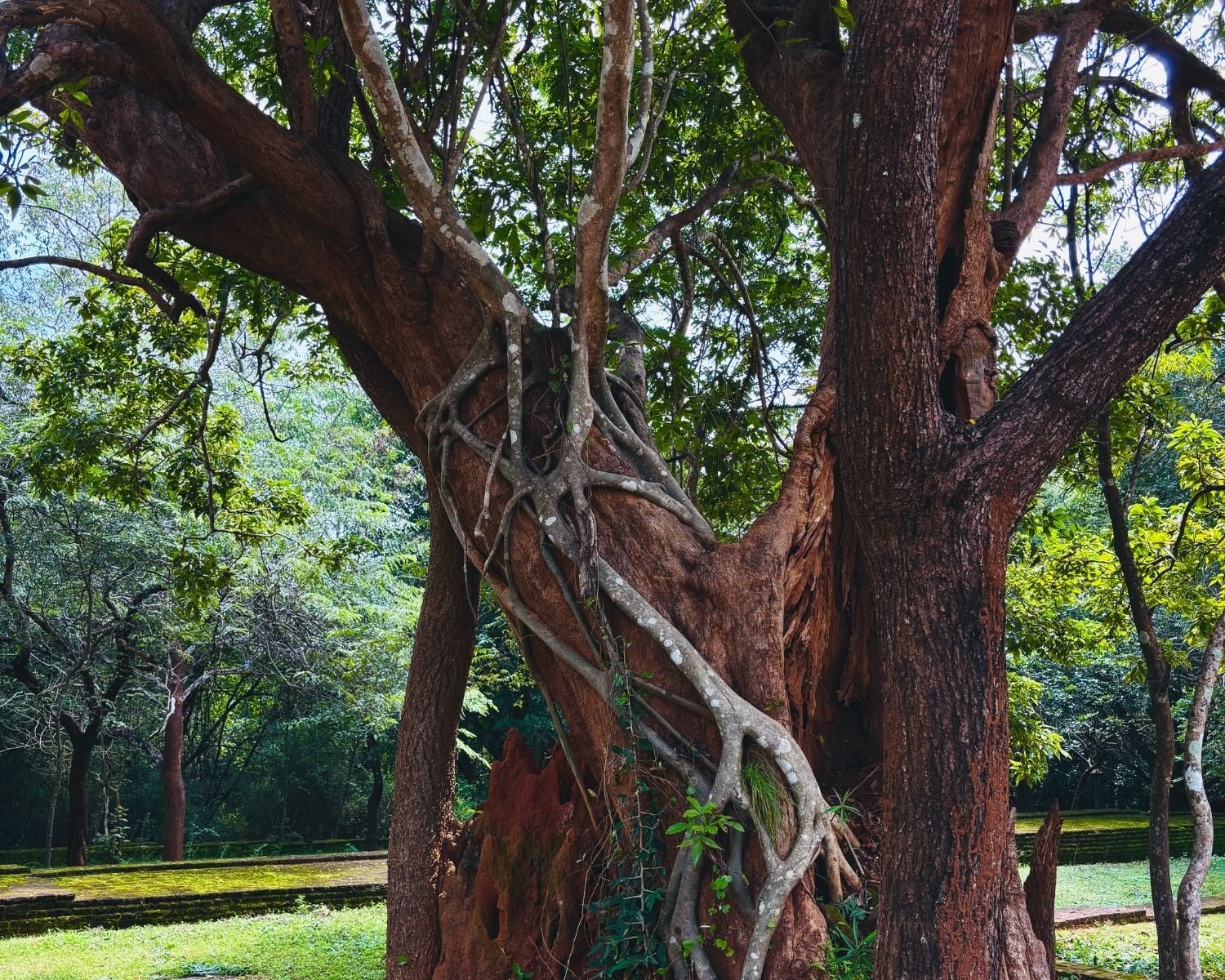 Old banyan Nuga tree with exposed roots beside ancient brick remains at Potgul Vihara