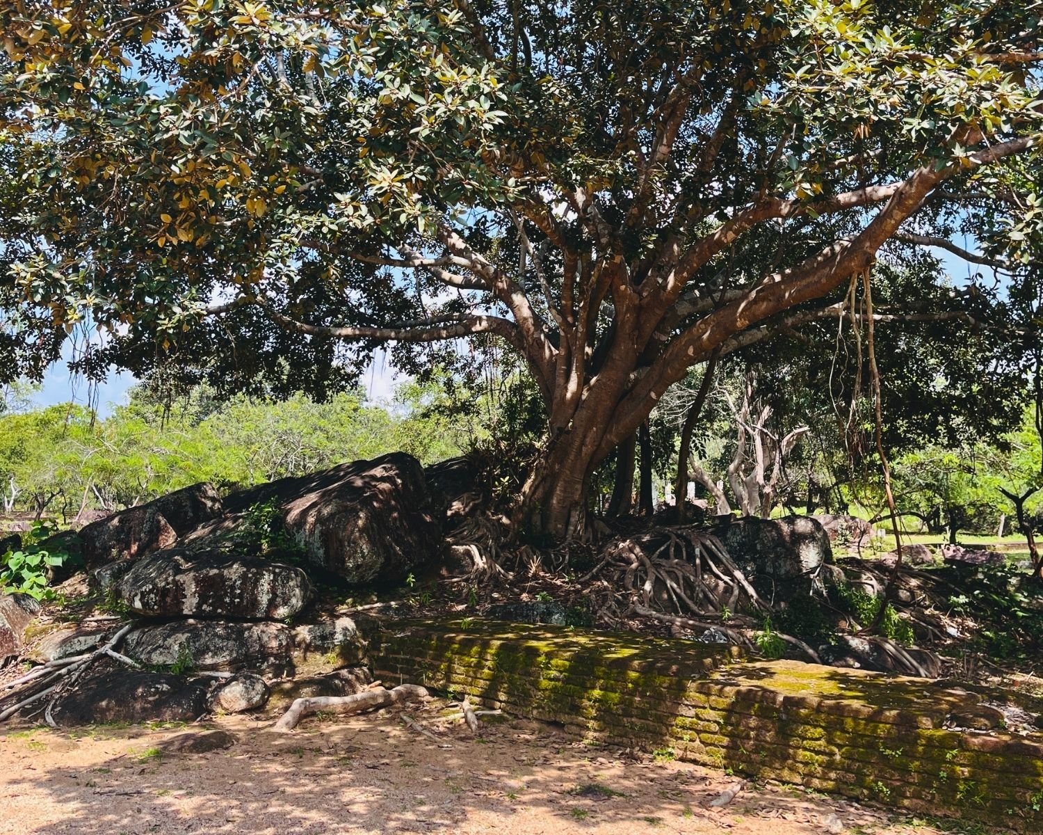 Old tree with aerial roots growing over mossy brick wall in Alahana Pirivena monastery complex