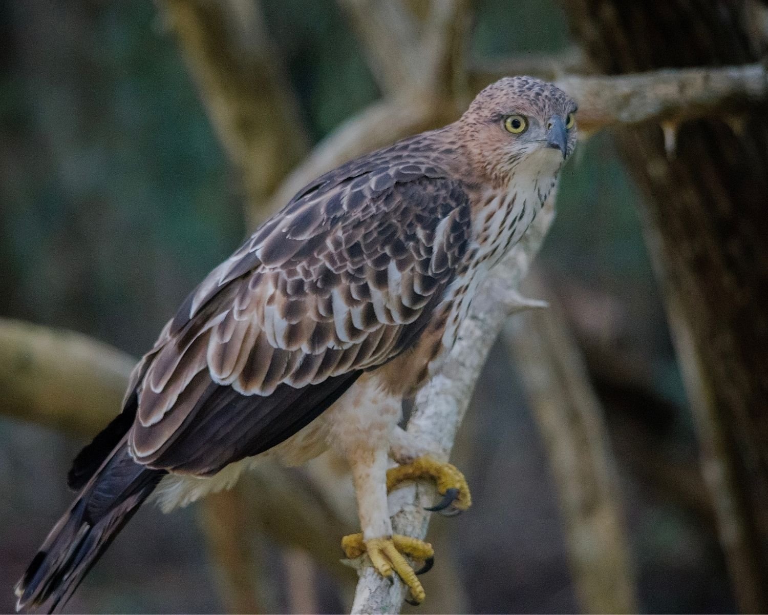 Juvenile changeable hawk eagle with yellow eyes and streaked breast perched on branch in Wilpattu National Park Sri Lanka