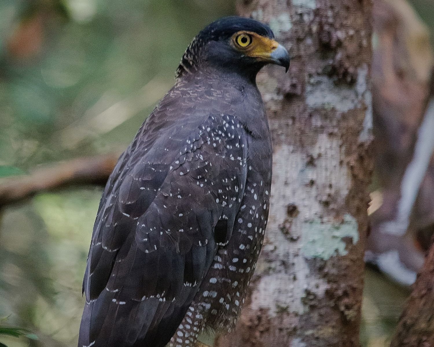 Crested serpent eagle with yellow eye and spotted wings perched on tree trunk in Wilpattu National Park Sri Lanka