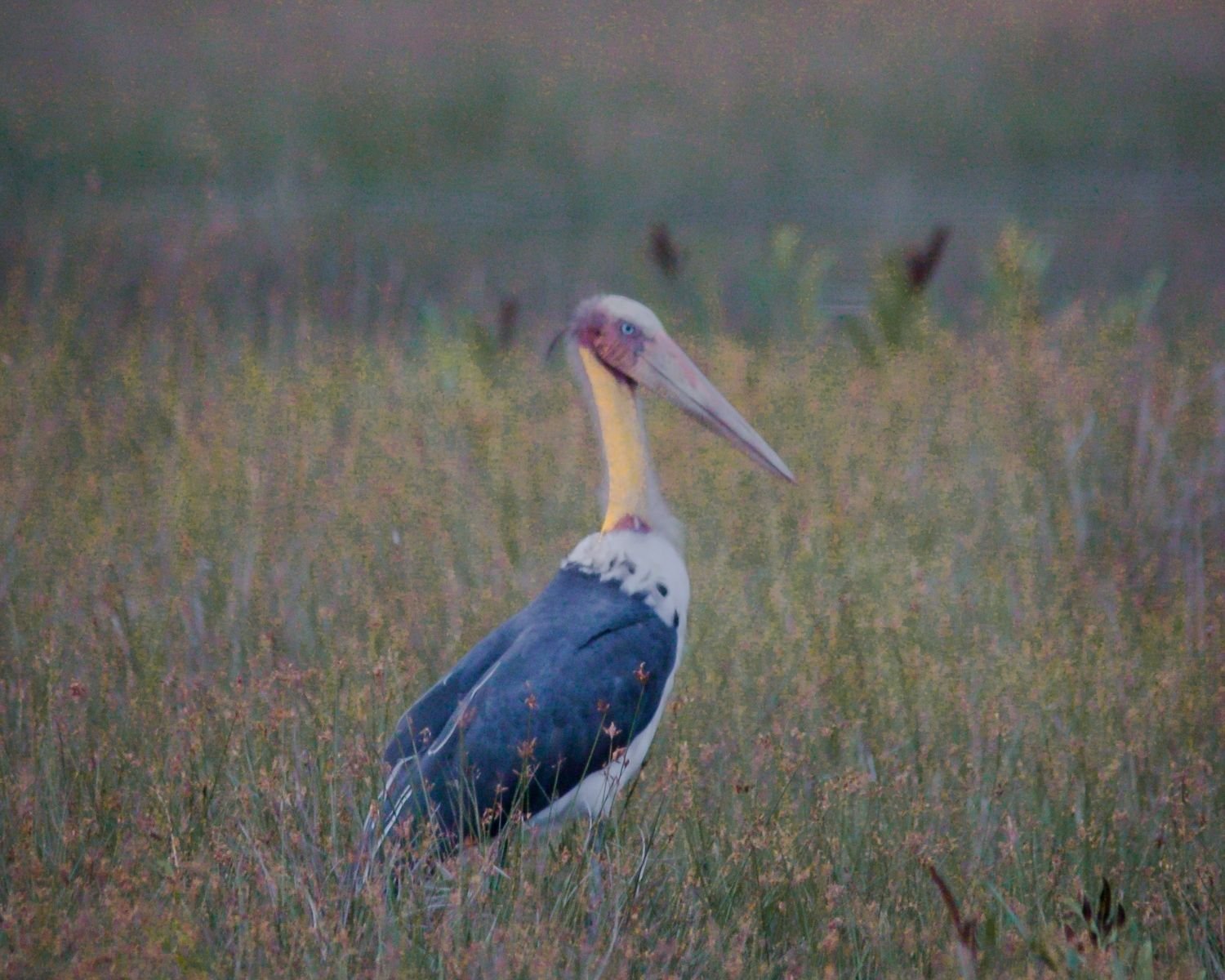 Lesser adjutant stork with yellow neck and large bill standing in wet grassland at Wilpattu National Park Sri Lanka