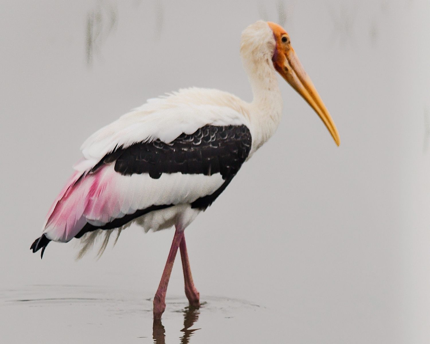 Painted stork with pink feathers and yellow bill wading in shallow water at Wilpattu National Park Sri Lanka