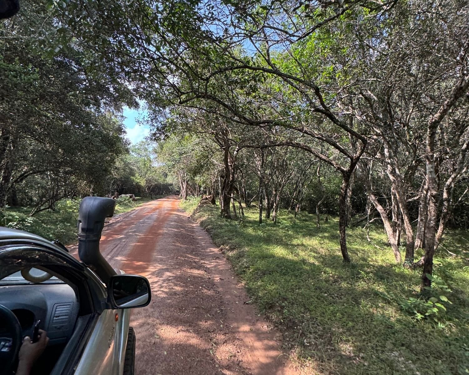 Safari jeep driving on red earth track through dry forest trees in Wilpattu National Park Sri Lanka