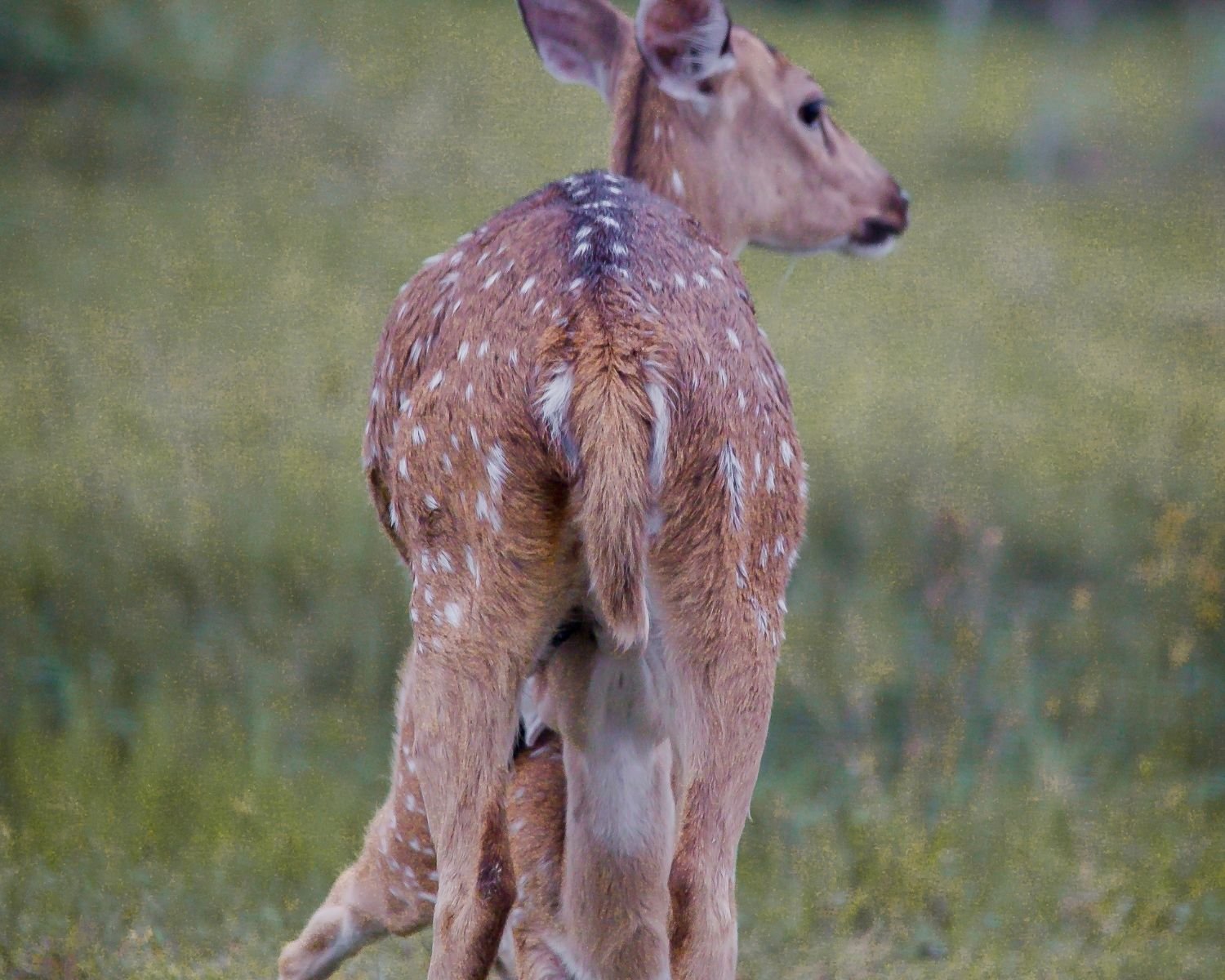 Spotted deer doe nursing a fawn in grassland at Wilpattu National Park Sri Lanka