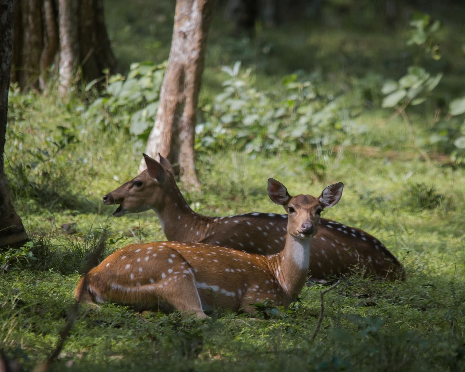 Two Sri Lankan spotted deer resting on forest floor in dappled shade at Wilpattu National Park