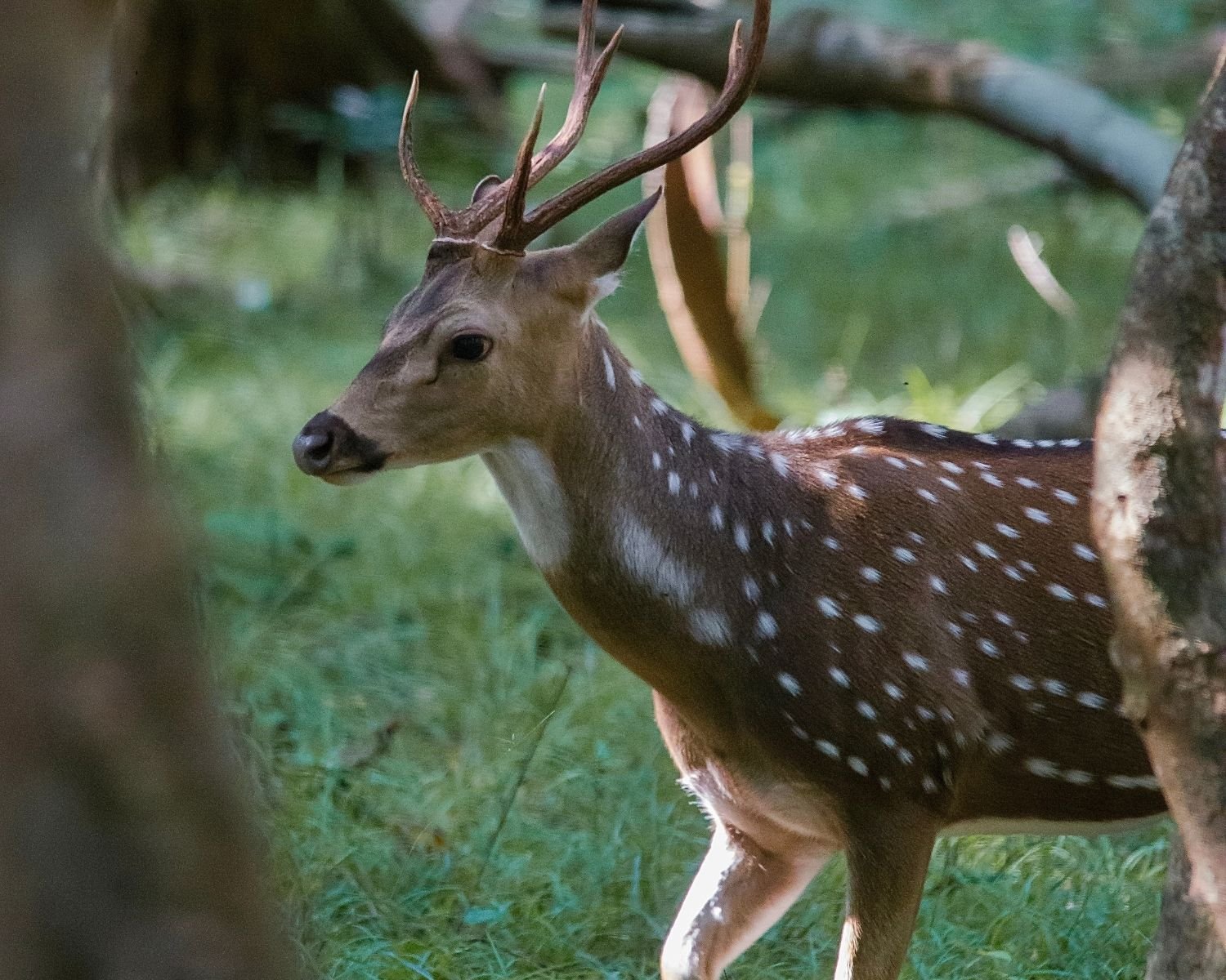 Male Sri Lankan spotted deer stag with antlers standing alert in forest at Wilpattu National Park