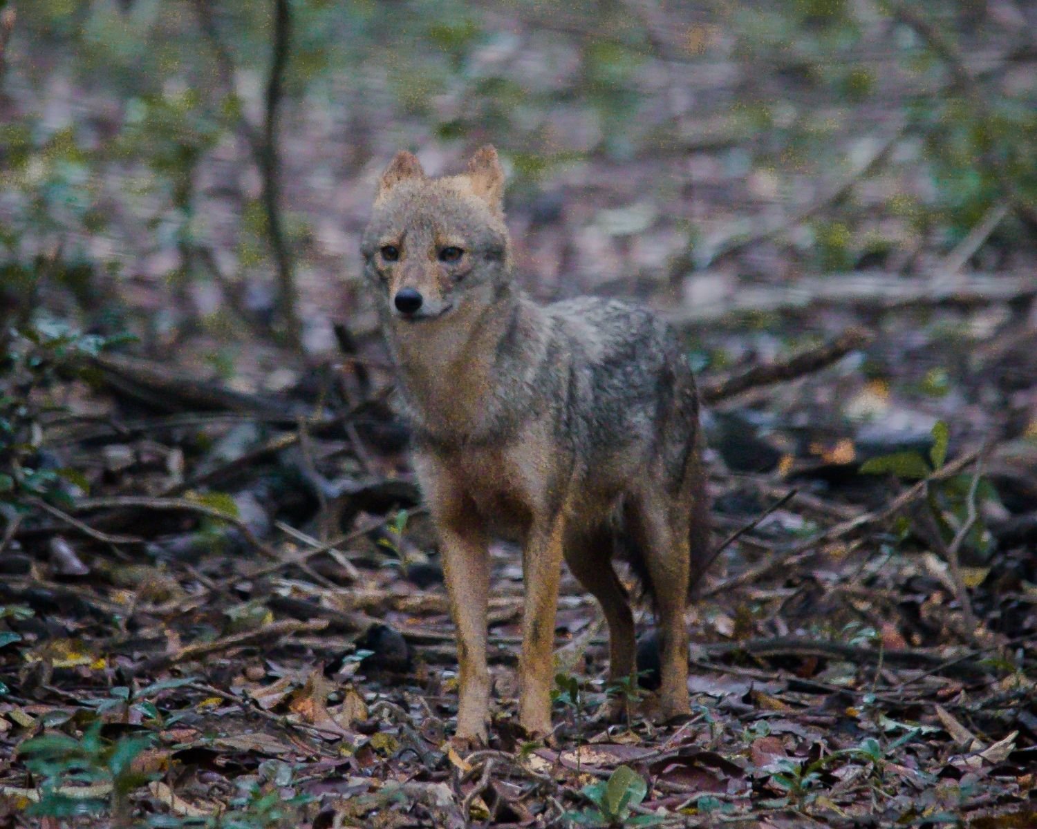 Sri Lankan jackal standing alert on leaf litter in dry forest at Wilpattu National Park