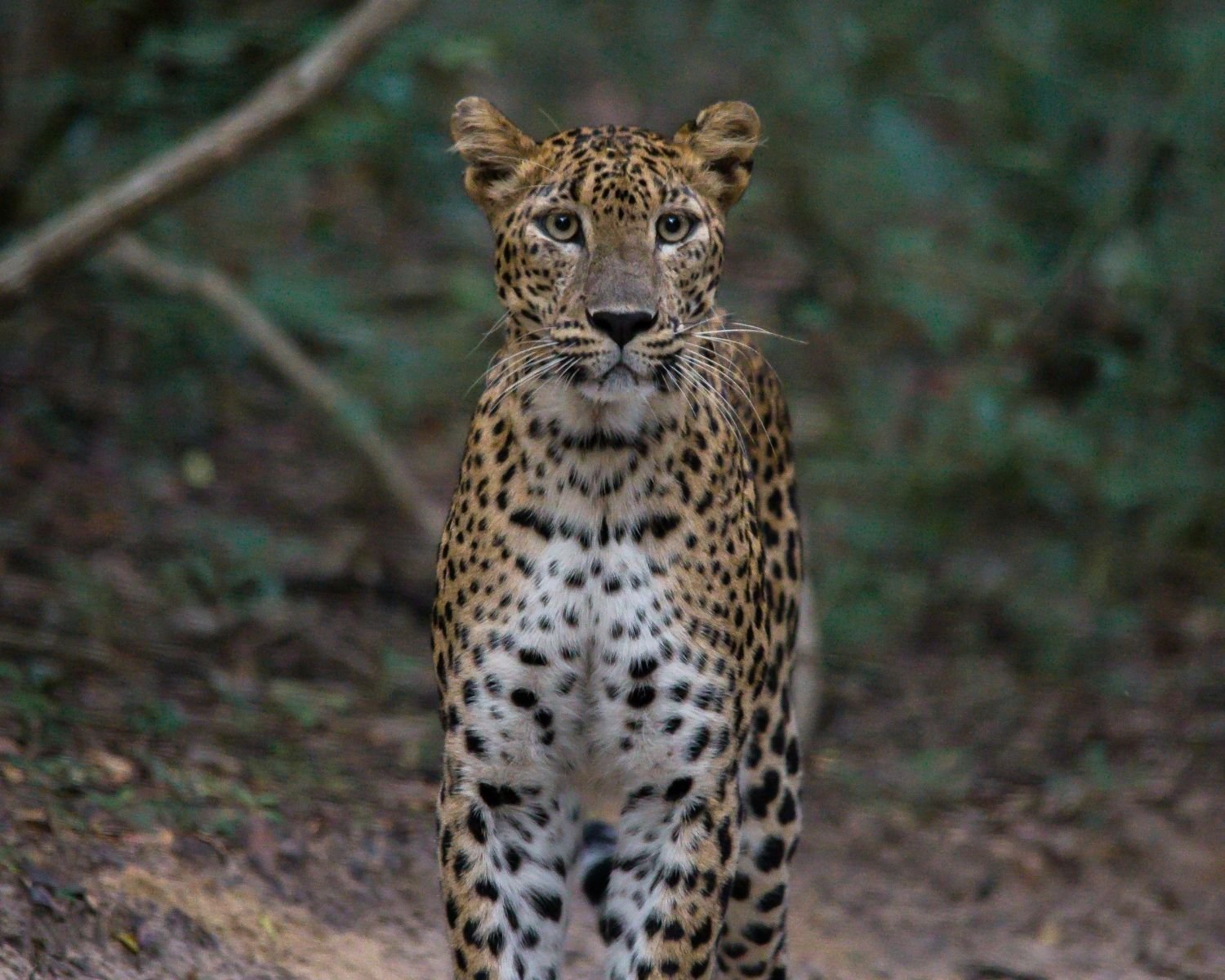 Sri Lankan leopard walking on forest path with direct eye contact in Wilpattu National Park Sri Lanka