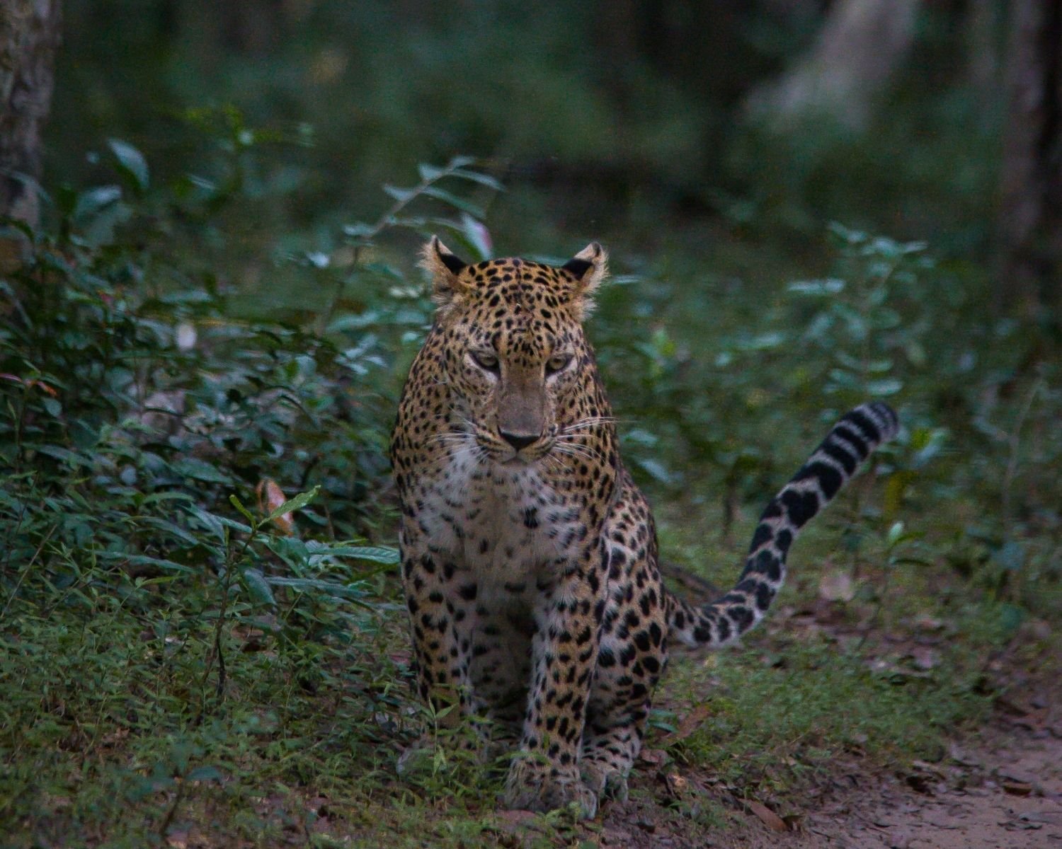Sri Lankan leopard crouching on forest track with intense stare in Wilpattu National Park
