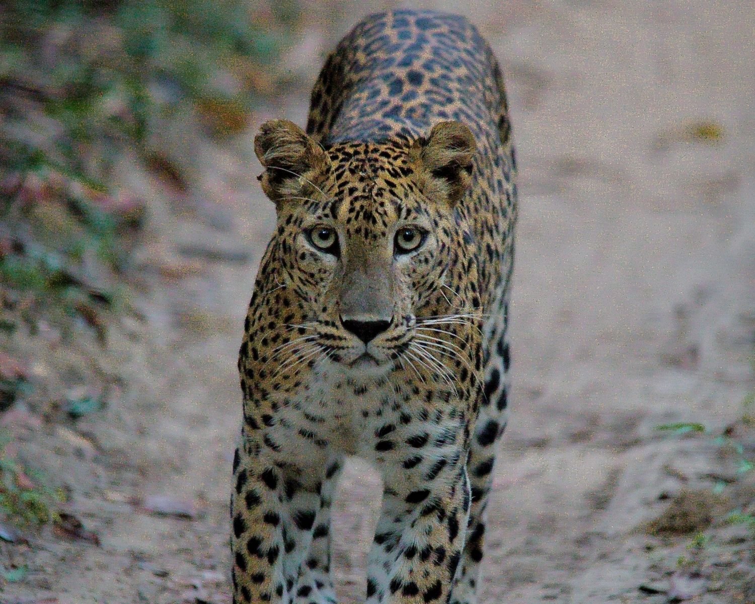 Sri Lankan leopard walking head-on down forest track with intense gaze in Wilpattu National Park