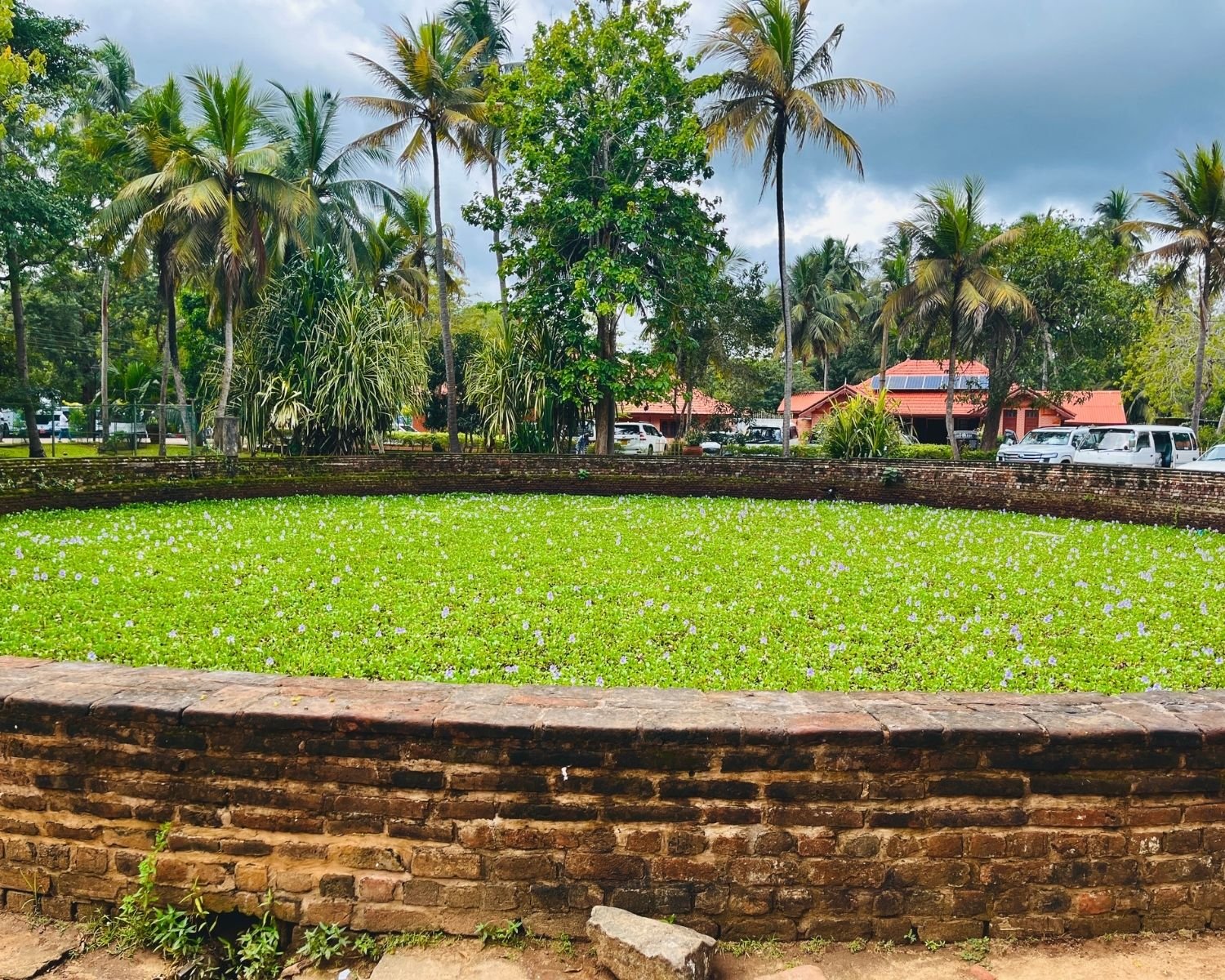 Ancient circular brick pond at Abhayagiri monastery covered with green water plants and purple flowers, surrounded by brick wall, palm trees and red roof buildings behind in Anuradhapura