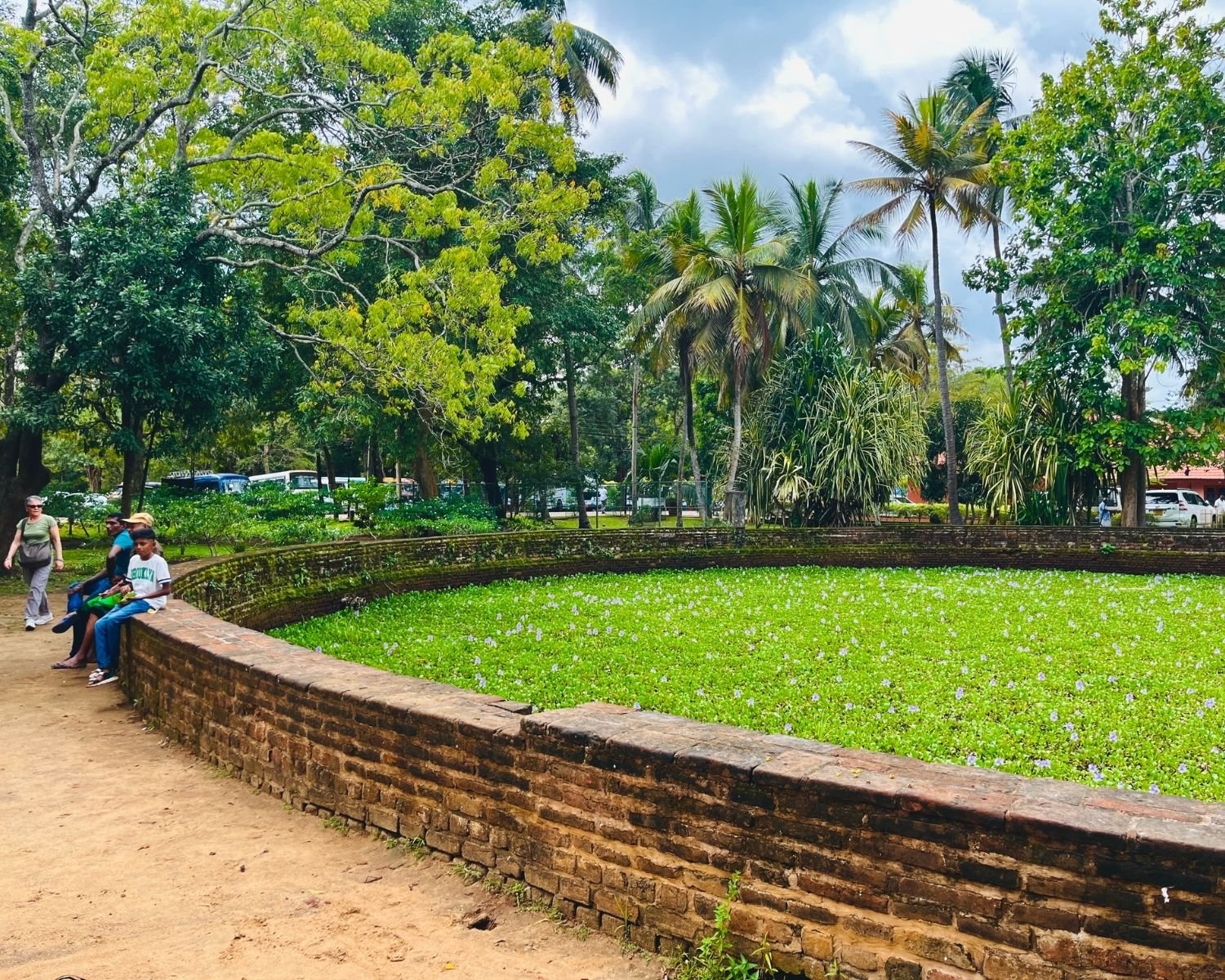 Ancient circular brick pond at Abhayagiri monastery covered with water plants, visitors and children sitting on curved brick wall, palm trees and tour buses behind in Anuradhapura