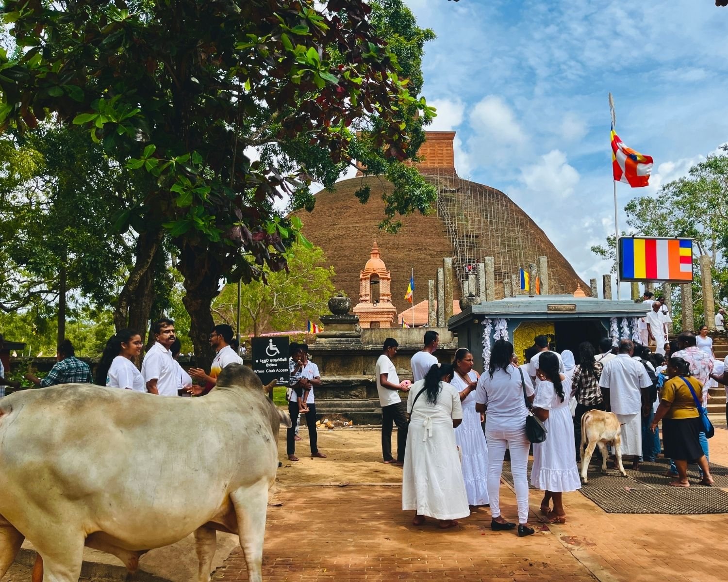 Large zebu bull with hump dominates foreground at Abhayagiri Stupa sand maluwa, pilgrims in white and brick dome with scaffolding behind on a busy Sunday in Anuradhapura