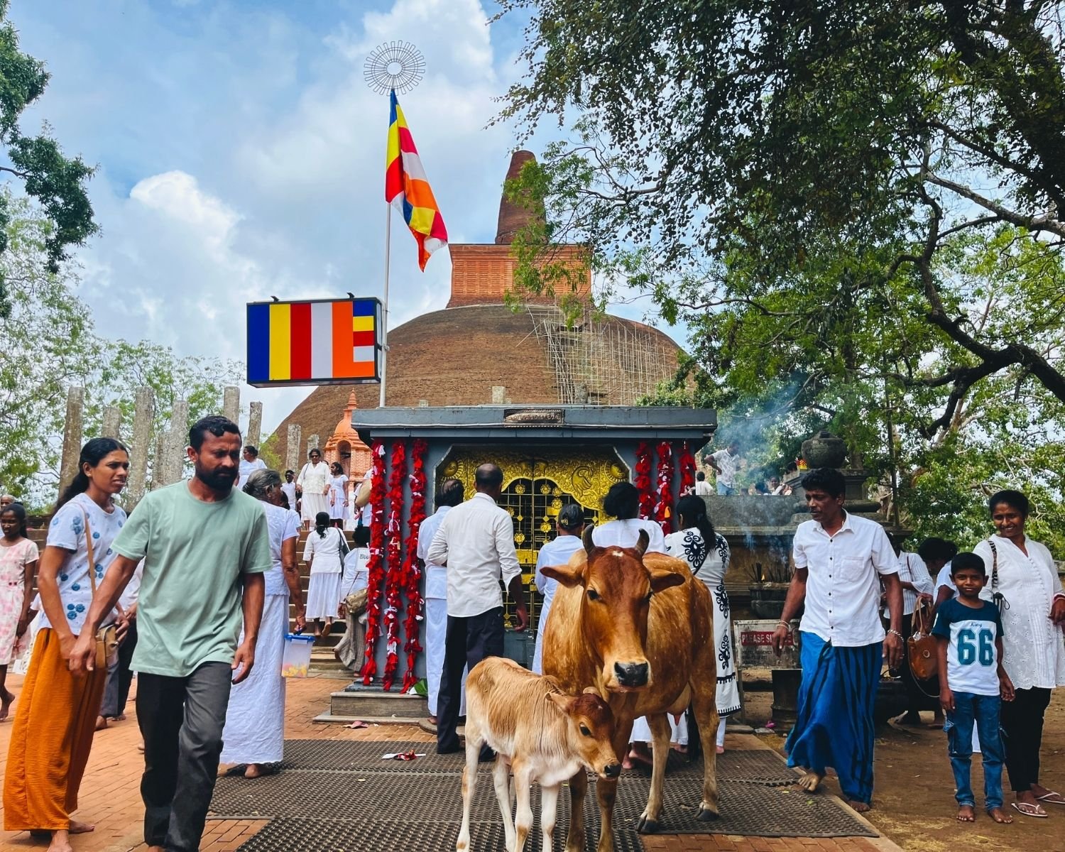 Brown zebu cow and calf standing in sand maluwa at Abhayagiri Stupa with pilgrims, golden shrine, Buddhist flags and brick dome with scaffolding behind on a Sunday in Anuradhapura