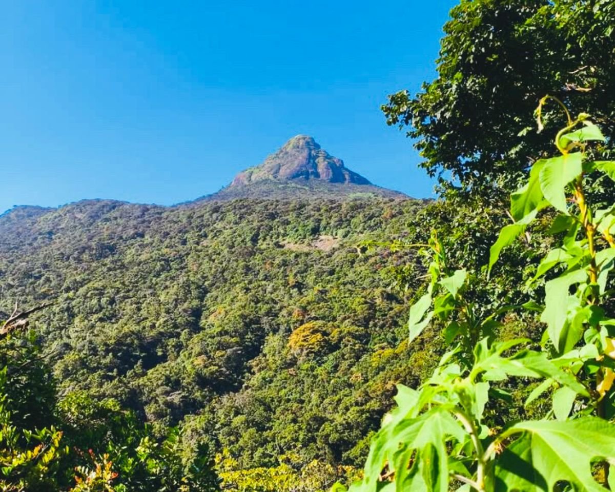 Clear view of Adams Peak Sri Pada summit cone from Peak Wilderness trail with dense montane rainforest and bright blue sky on Ratnapura path