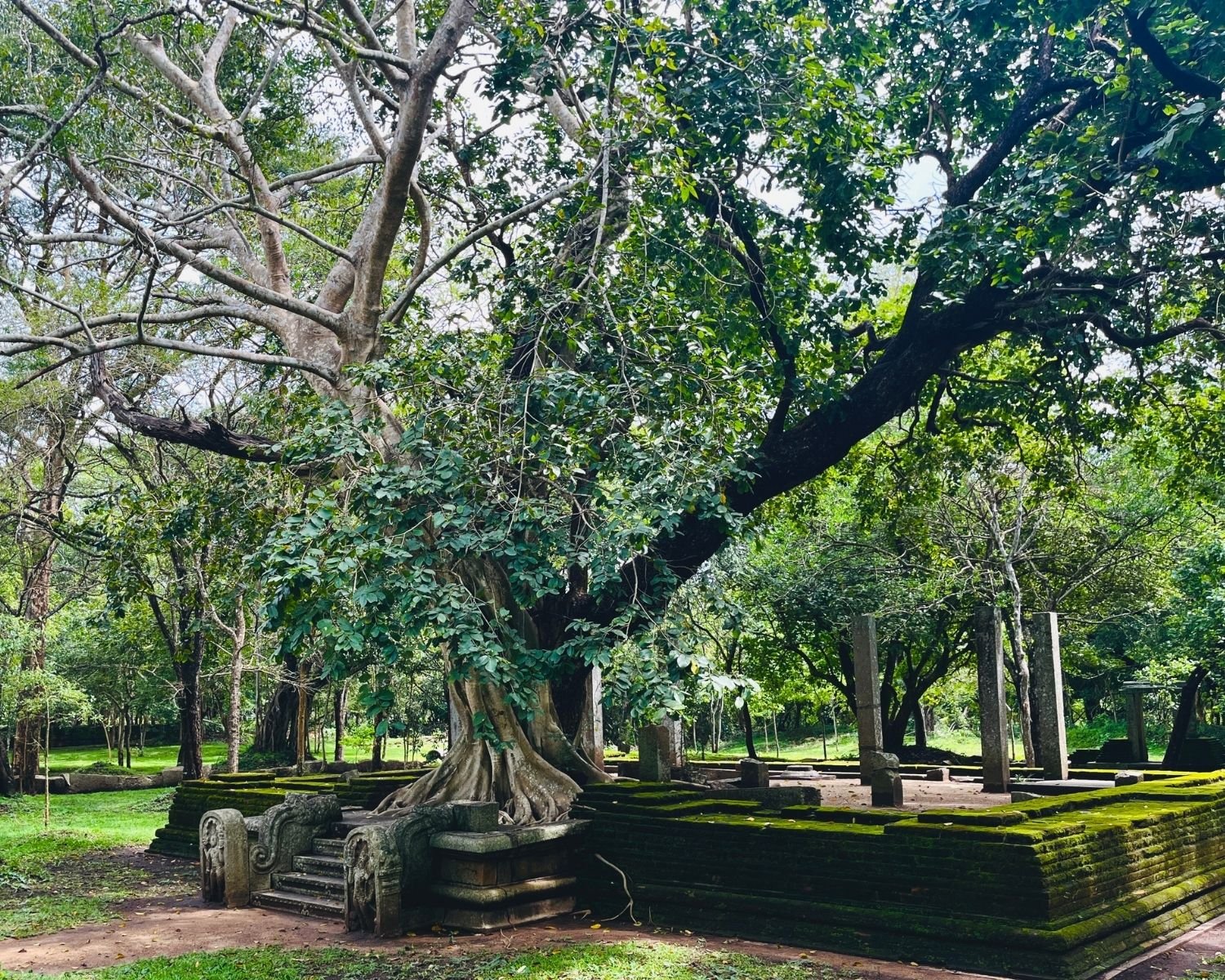 Giant fairy-tale banyan tree with sprawling canopy over moss-covered platform and stone pillars at Abhayagiri Banyan Tree Shrine Anuradhapura