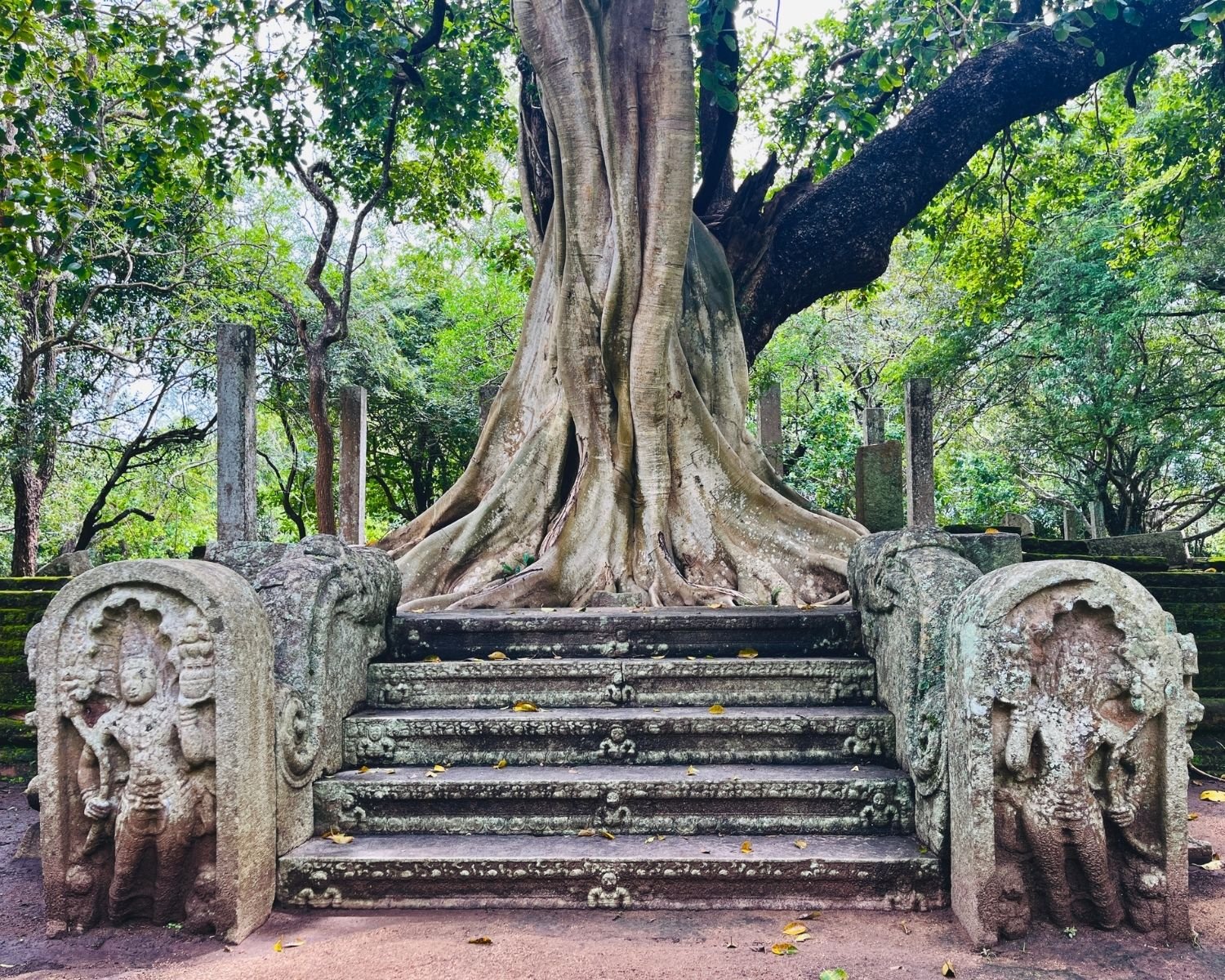 Carved stone guardstones and steps with massive banyan tree roots at Abhayagiri Banyan Tree Shrine in Anuradhapura