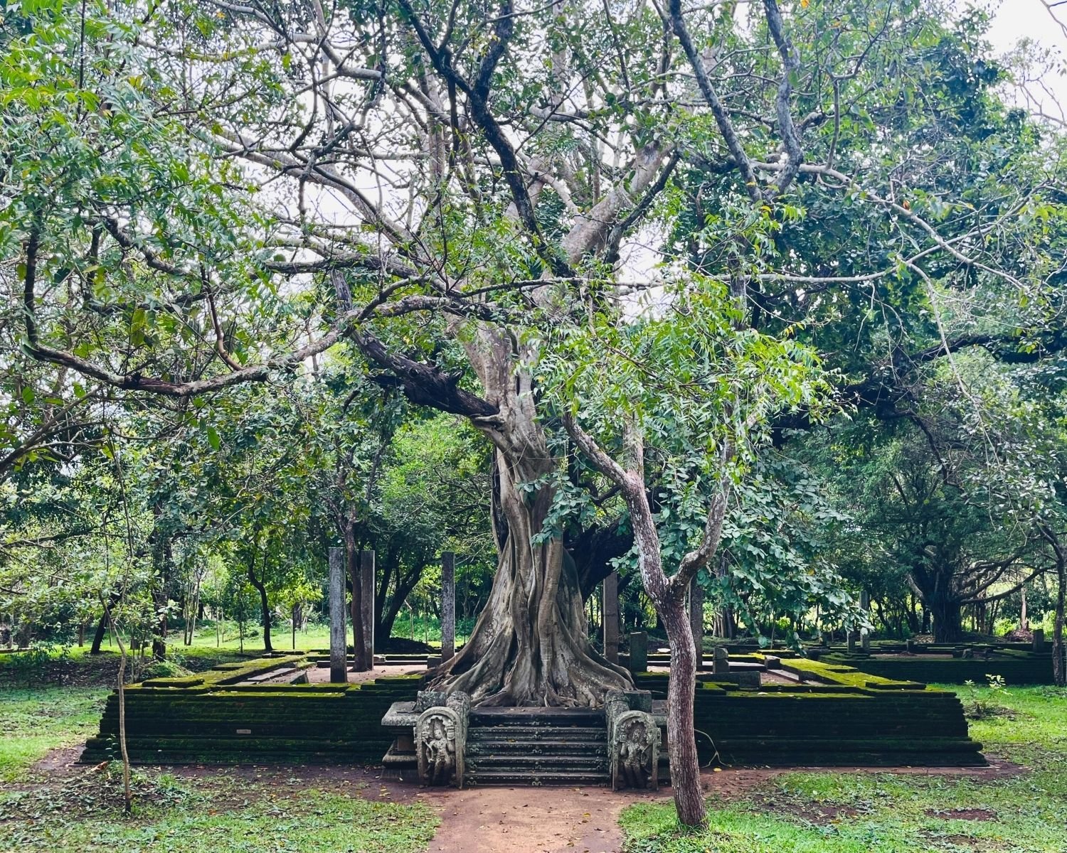 Towering banyan tree with sprawling canopy dominates moss-covered stone platform and pillars at Abhayagiri Banyan Tree Shrine Anuradhapura