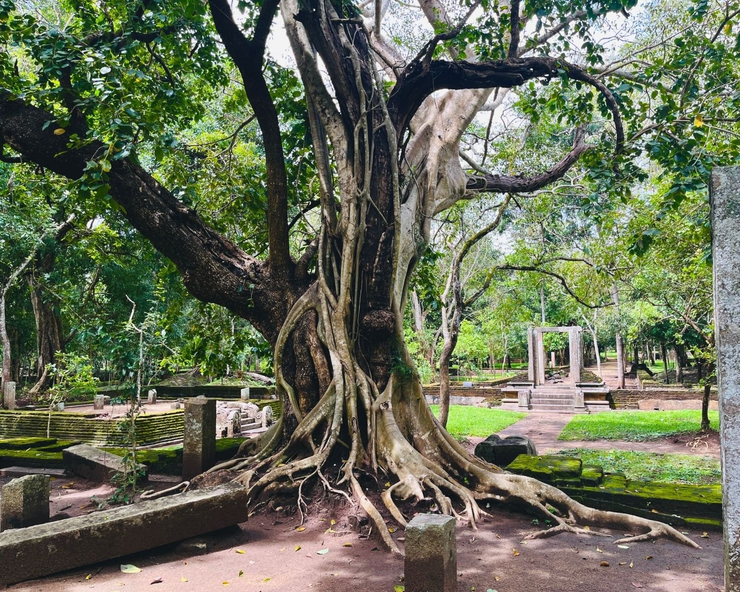 Tangled aerial roots of ancient banyan tree descend over stone ruins with west doorway visible at Abhayagiri Banyan Tree Shrine Anuradhapura