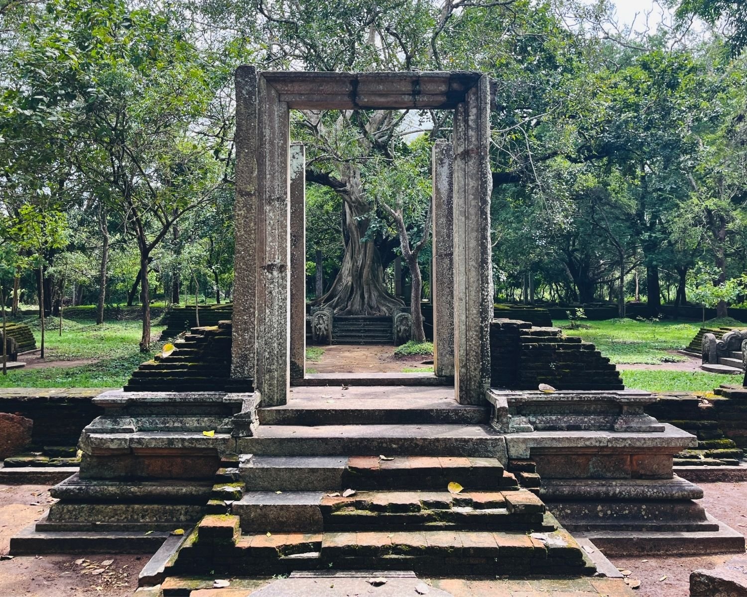 Towering banyan tree dominates the west doorway and moss-covered platform at Abhayagiri Banyan Tree Shrine in Anuradhapura