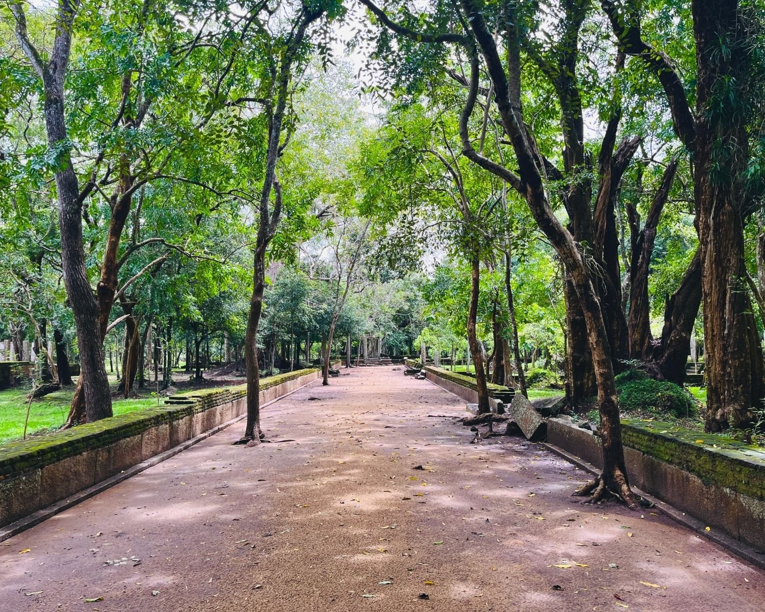 Tree-lined ancient stone path with mossy walls leads through ruins to Abhayagiri Banyan Tree Shrine and Ancient Herbal Bath House in Anuradhapura