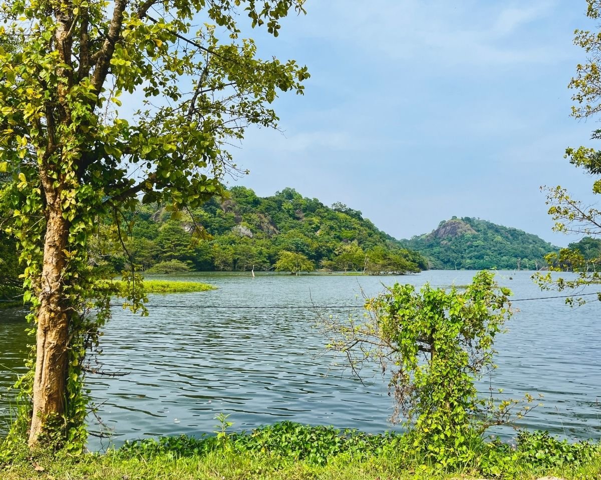 Reservoir view framed by trees along the shoreline