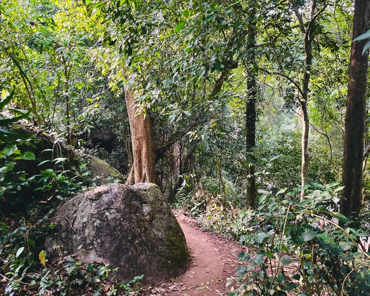 Jungle trail winding around a large moss-covered boulder