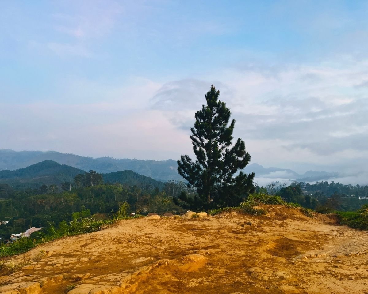 Solitary pine tree overlooking the mountain landscape