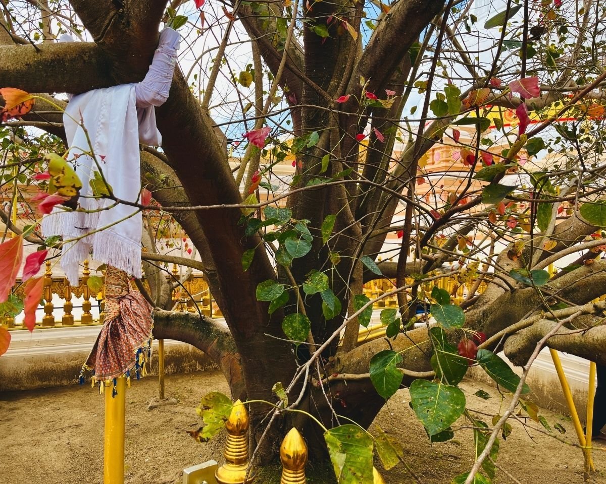 Sacred Bo tree decorated with traditional offering cloths