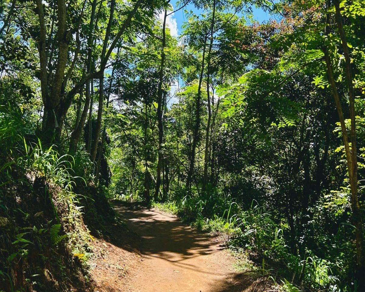 Forest path leading toward Nine Arch Bridge