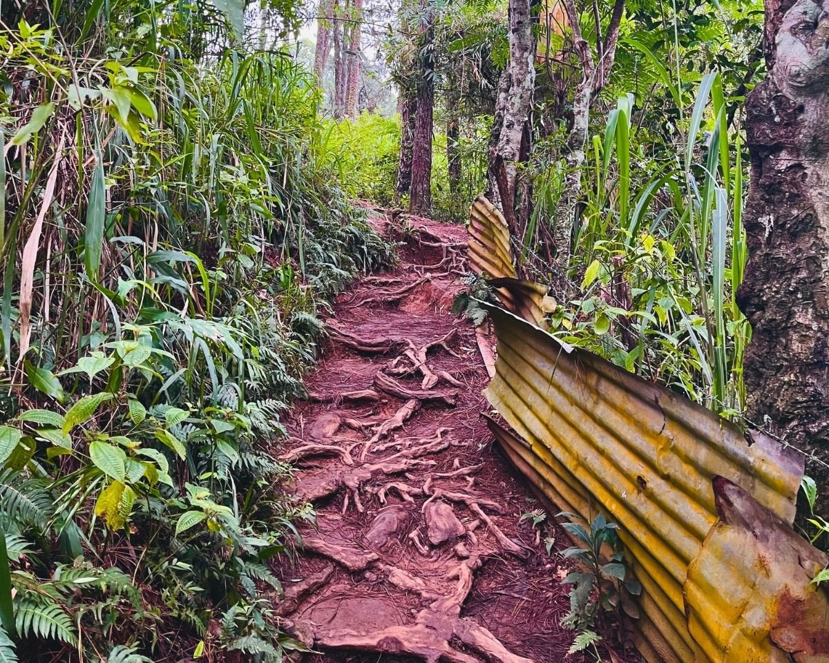 Steep trail with exposed roots leading to the bridge