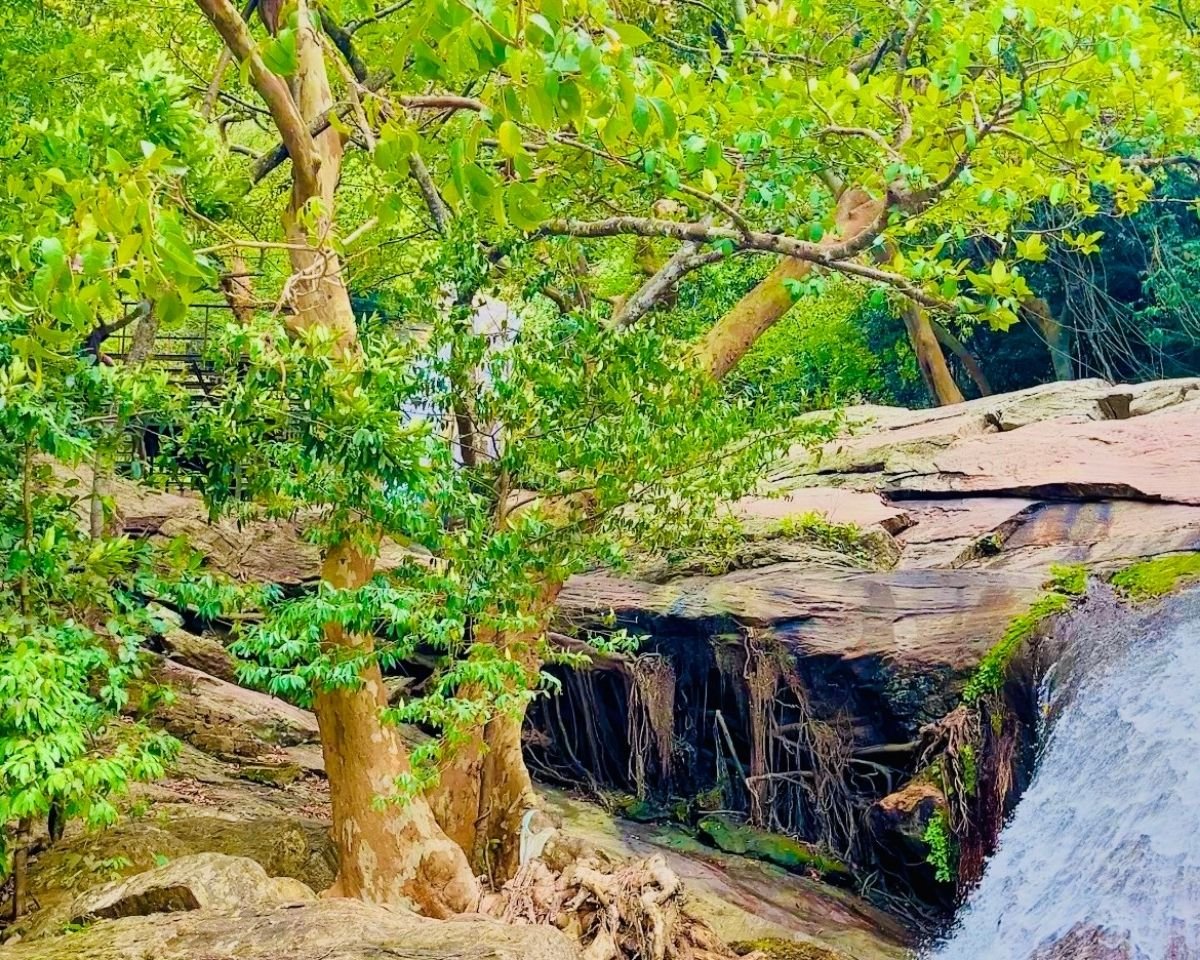 Forest-fringed section of Pallewela Waterfall