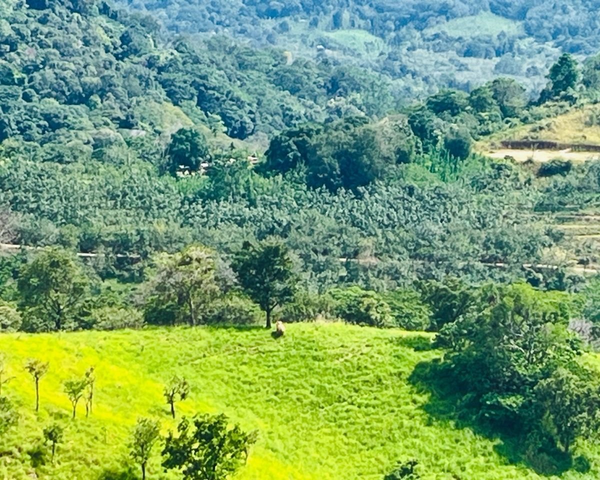 Wild elephant spotted in the valley below