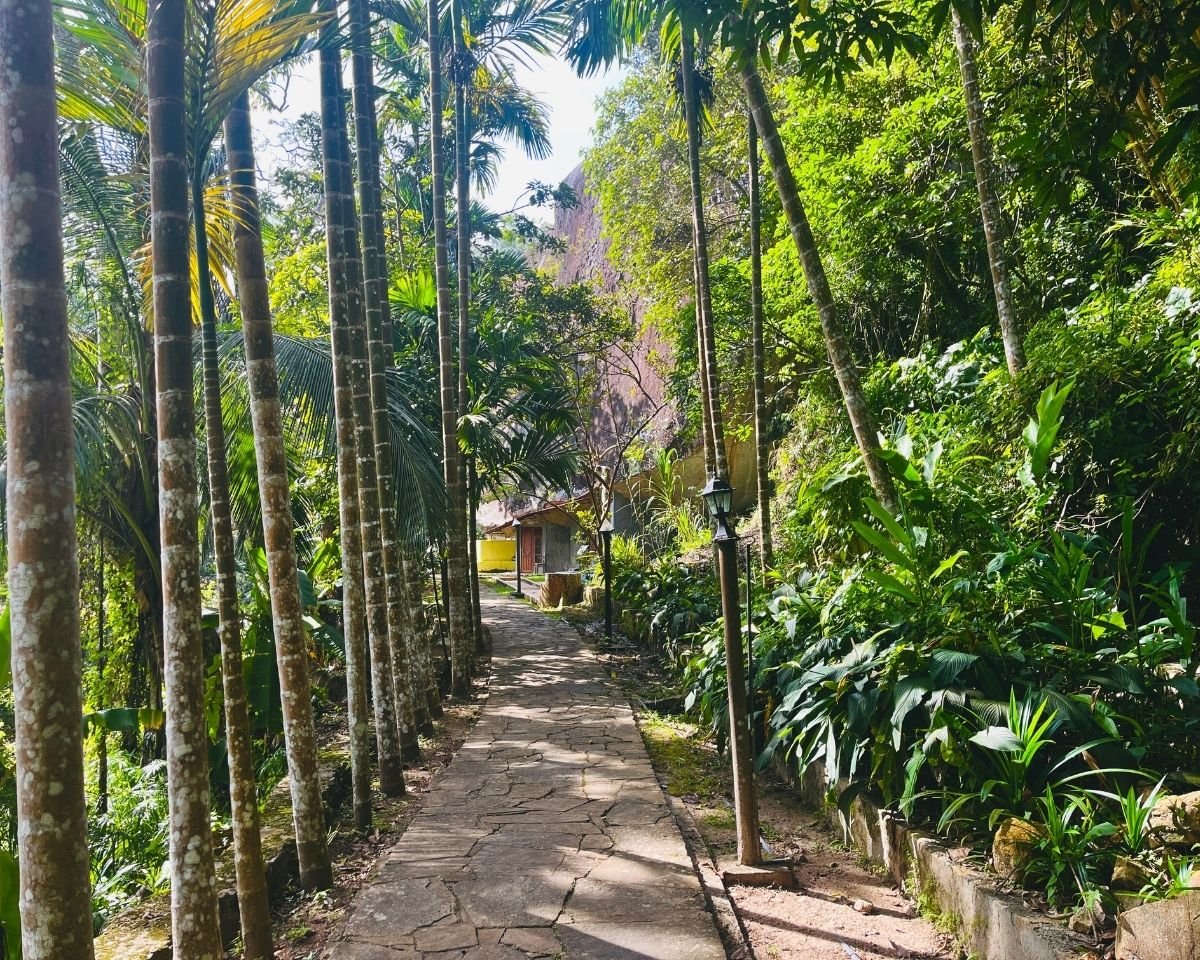 Stone path lined with areca palm trees
