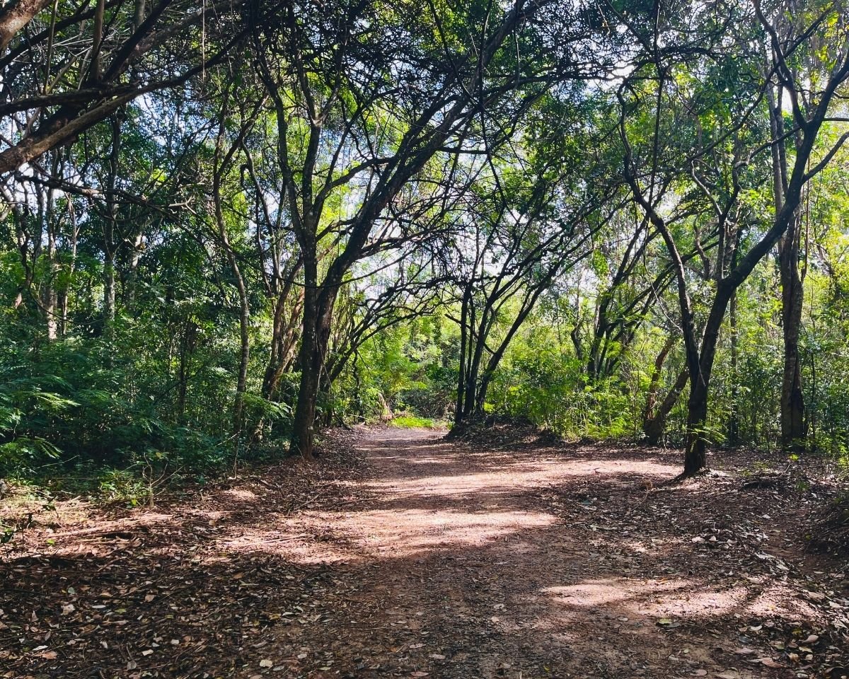 Shaded access road through the surrounding forest