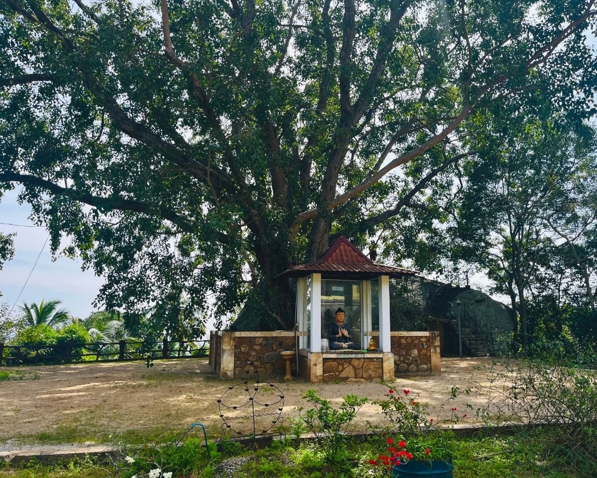 Sacred Bo tree shading a Buddha shrine
