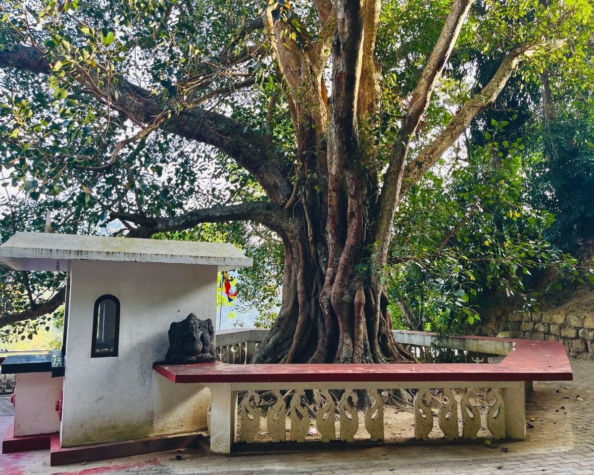 Ancient Bodhi tree beside a small prayer shrine