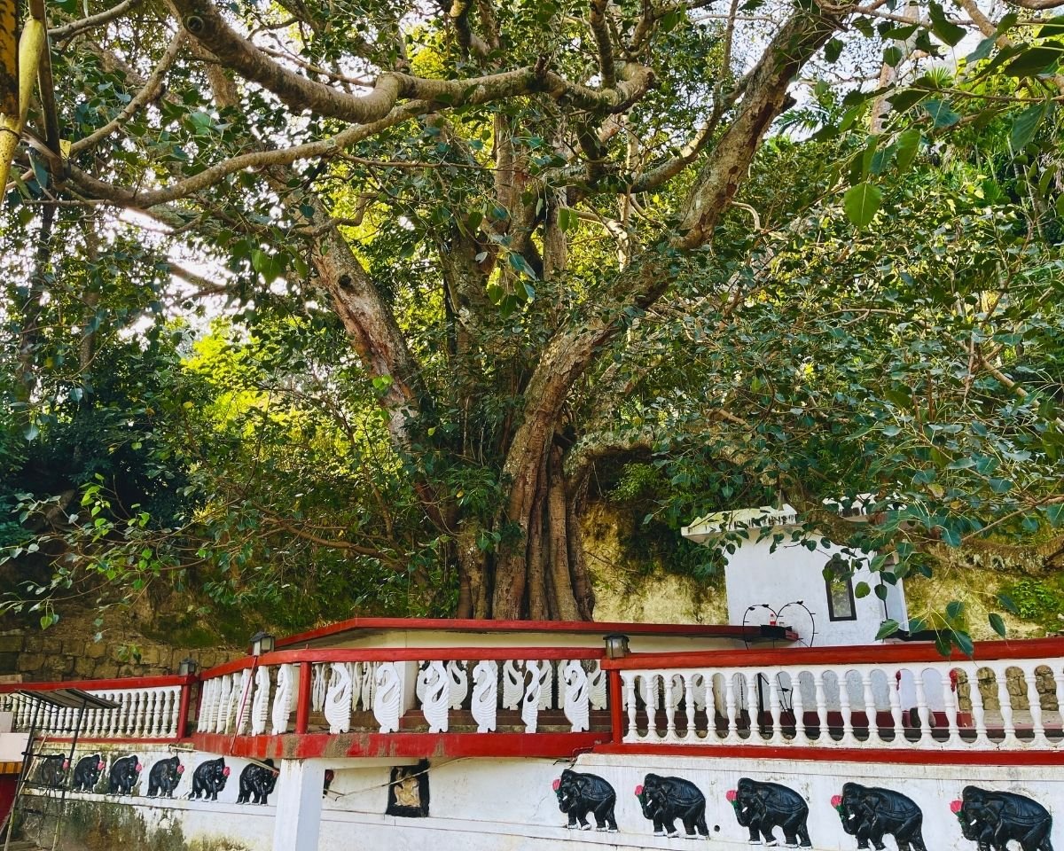 Sacred Bodhi tree overlooking the temple terrace