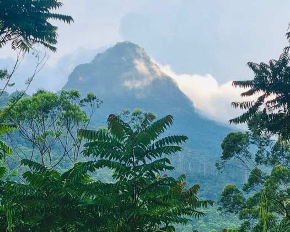 Sri Pada Adams Peak pyramid summit rises above Peak Wilderness rainforest with morning cloud on the bare rock cone framed by jungle foliage