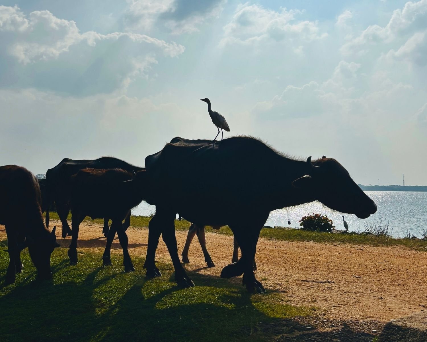Water buffalo silhouetted on grass and dirt path by Thisa Wewa reservoir, with cattle egret standing on buffalo back, more birds near sparkling water and hazy blue sky with clouds at Anuradhapura