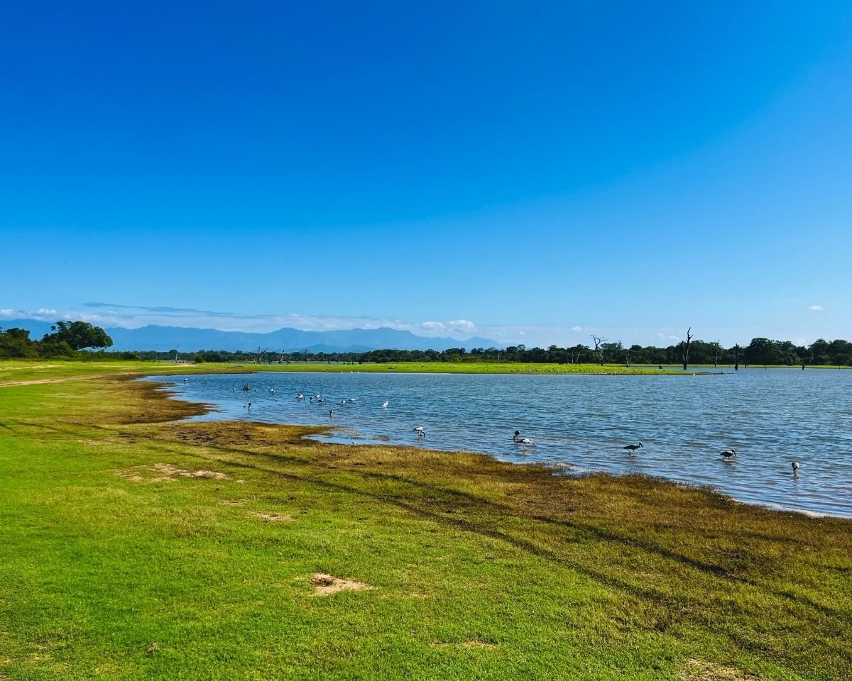 Mau Ara Reservoir with waterbirds and distant mountains in Udawalawe National Park