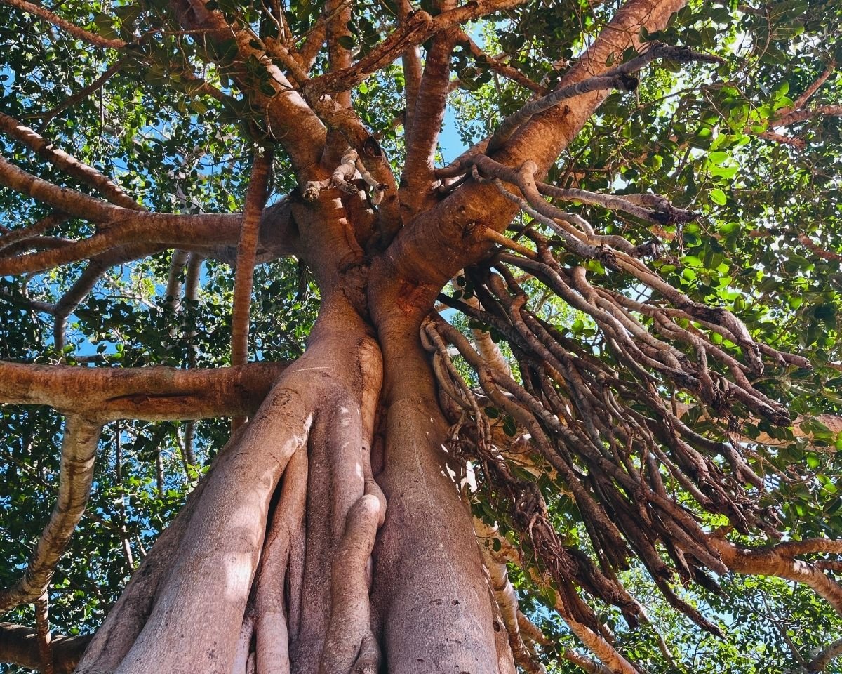 Giant banyan tree at the Nuga Sevana rest area in Udawalawe National Park